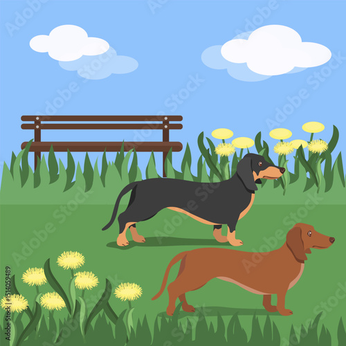 Two dachshund dogs are walking in the park.Vector illustration of pets on a walk.
