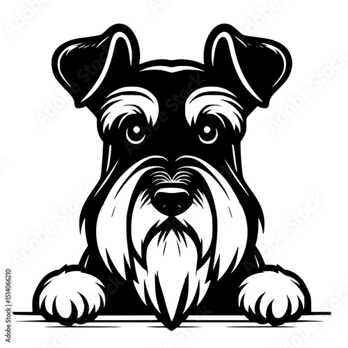 Miniature Schnauzer Peeking Dog Vector Illustration Isolated on White