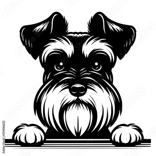 Miniature Schnauzer Peeking Dog Vector Illustration Isolated on White