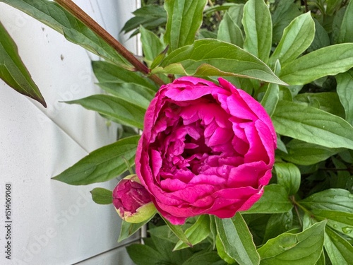 Pink Peony Flower