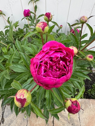 Pink Peony Flower