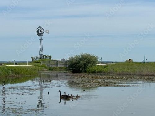 windmill at pond with family of geese