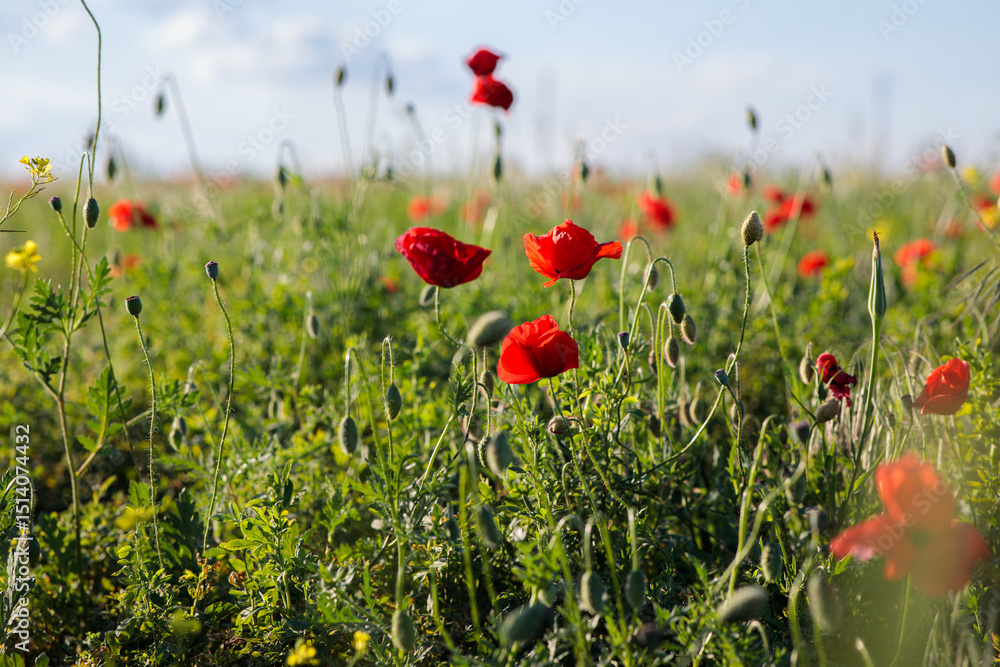 Fototapeta premium red poppy in a field. Beautiful summer landscape