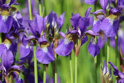Fototapeta Naklejka Na Ścianę i Meble -  Blue Siberian iris (Iris sibirica) flowers in garden