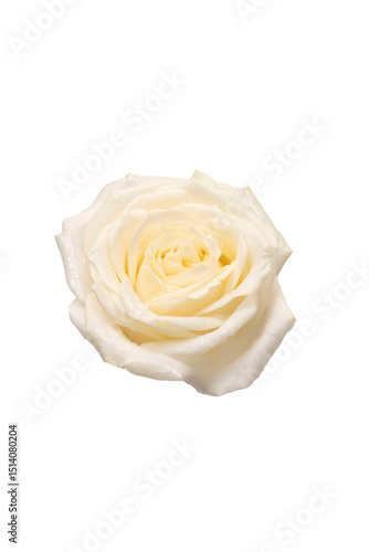 White Rose Isolated on a Clean Background Highlighting Its Timeless Beauty and Delicate Elegance