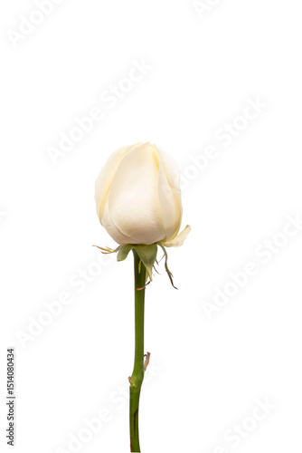 White Rose Isolated on a Clean Background Highlighting Its Timeless Beauty and Delicate Elegance