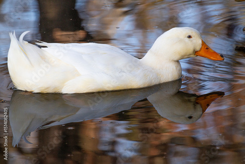 White Pekin duck swimming in lake with great reflection on the water