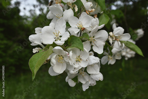 Spring blossom tree in the garden