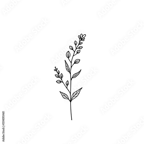 A delicate botanical illustration, showcasing a graceful floral branch, meticulously depicted with intricate lines and artistic finesse. The image radiates elegance and simplicity.