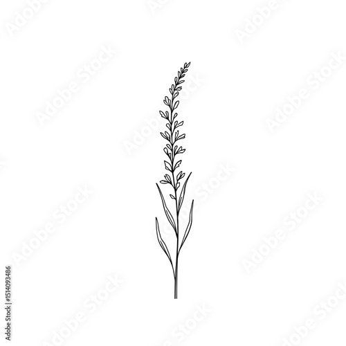 An elegant ink drawing of a single lavender sprig showcases the plant's delicate beauty and natural structure, the simple lines highlight the grace.