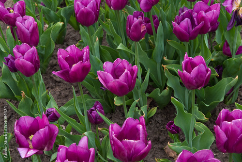 purple pink tulips, spring flowers on a flowerbed background