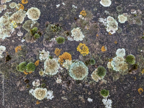 moss on stone