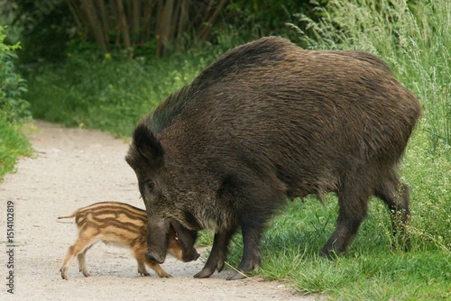 Dzik w mieście, Warszawa, Tarchomin