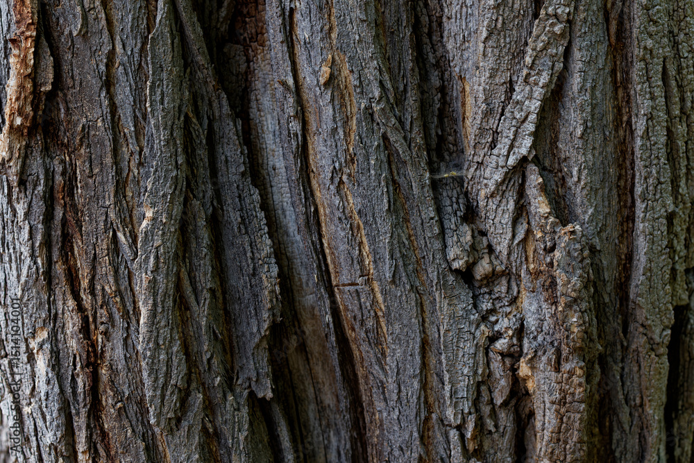 Obraz premium 木の皮