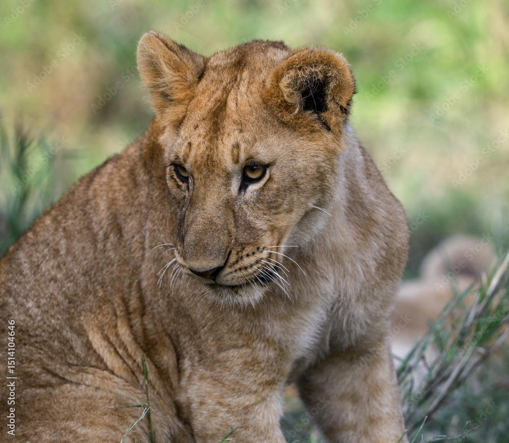 Fototapeta premium Lion Cub in Grassland Habitat, Closeup Portrait