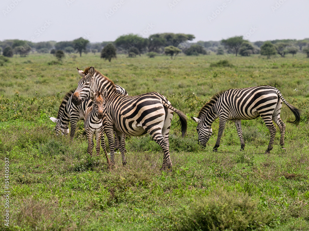 Obraz premium Plains Zebras with Foal Grazing in African Savannah Landscape