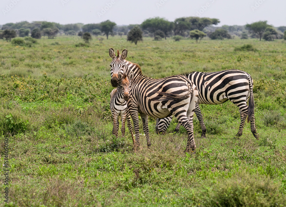 Fototapeta premium Plains Zebras with Foal Grazing in African Savannah Landscape