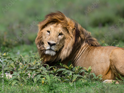 Wallpaper Mural Male Lion Resting in Green Savannah Habitat Torontodigital.ca