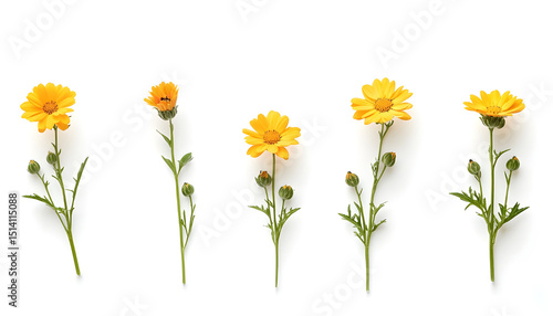 Wallpaper Mural Set with beautiful yellow gerbera flowers on white background. Banner design Torontodigital.ca