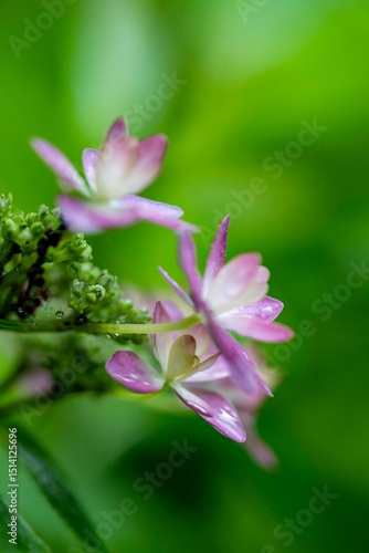 鎌倉2505　成就院6　紫陽花