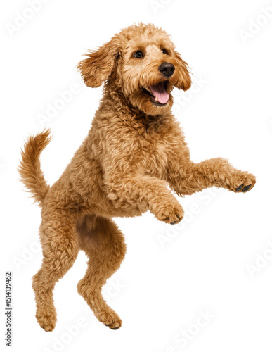 Playful and Energetic Goldendoodle Dog Joyfully Jumping in Mid-Air, Captured in Studio Lighting, Isolated on Transparent and White Background