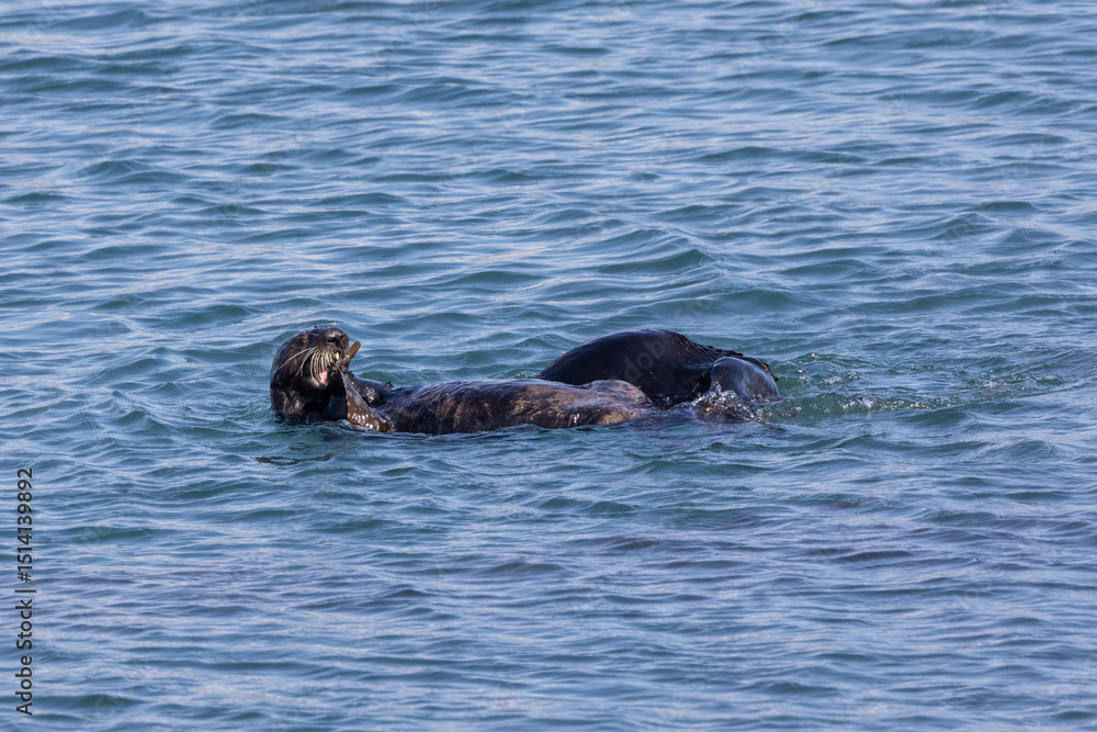 Fototapeta premium Sea otters playing in Morro Bay
