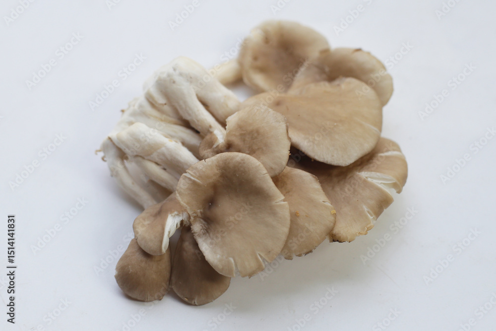 Fototapeta premium Oyster mushroom or lung oyster