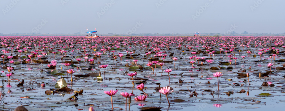 Εκτύπωση καμβά Red Lotus Lake in Udon Thani with hundreds of lotus bloom in the morning
