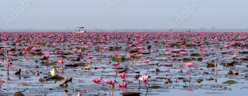 Foto Red Lotus Lake in Udon Thani with hundreds of lotus bloom in the morning