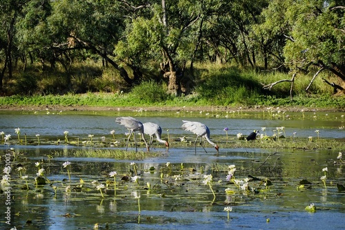 Camooweal Billabong