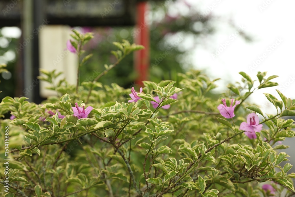 Bougainvillea shrub with beautiful flowers growing outdoors Bougainvillea shrub with beautiful flowers growing outdoors