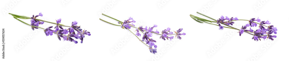 Naklejka premium Beautiful lavender flowers on white background, set