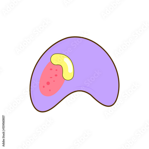Granulocyte Cell Vector