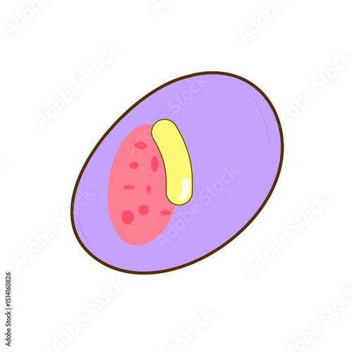Granulocyte Cell Vector