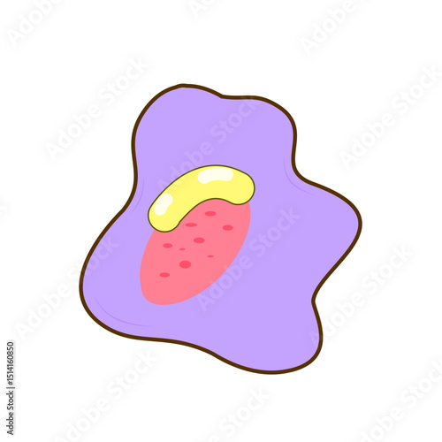 Granulocyte Cell Vector