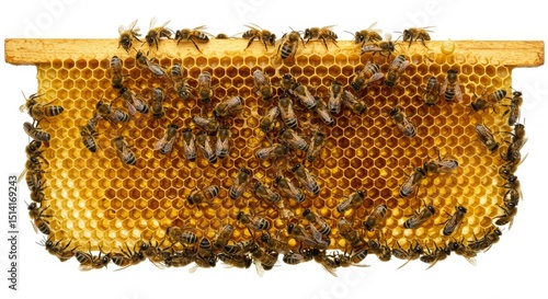 Bees on Honeycomb Full Frame Macro Isolated on White Background