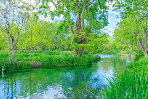 初夏の大王わさび農場　万水川　長野県安曇野市　Daio Wasabi Farm in early summer. Yorozui River. Nagano Pref, Azumino City.