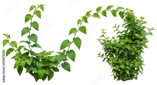 Wallpaper Mural Illustration of Green Ivy Vines and Leaves Isolated on White Torontodigital.ca