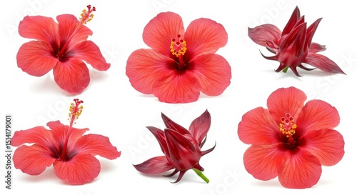 Illustration of Vibrant Red Hibiscus Flowers in Bloom Floral Still Life