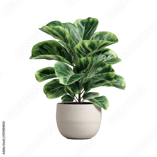 Potted plant isolated on white background