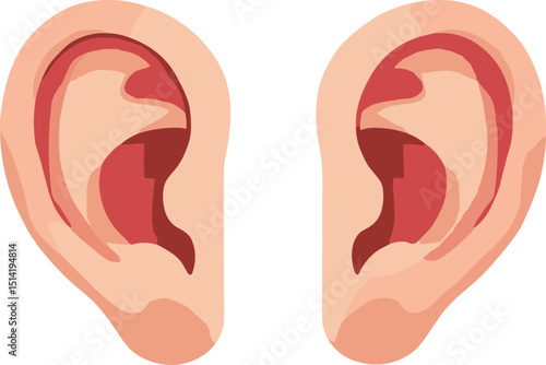 Vector illustration of human ears, front-facing pair, isolated on transparent background. Ideal for anatomy, medical, education, or design use in health and hearing themes.