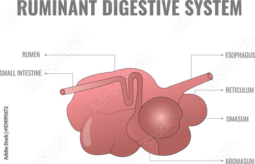 Ruminant Digestive System Anatomy and Function Explained