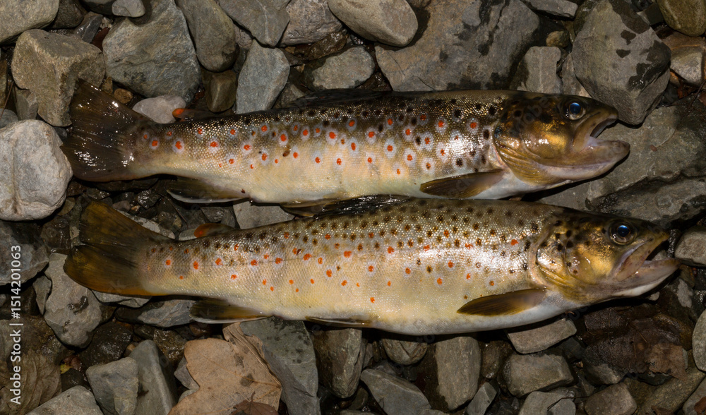 The Black Sea salmon. Salmo trutta labrax. Fishing in the mountain streams of Bulgaria. Two fish on the ground. The Black Sea salmon. Salmo trutta labrax. Fishing in the mountain streams of Bulgaria. Two fish on the ground.