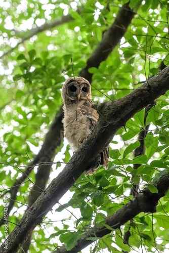 great Barred owl
