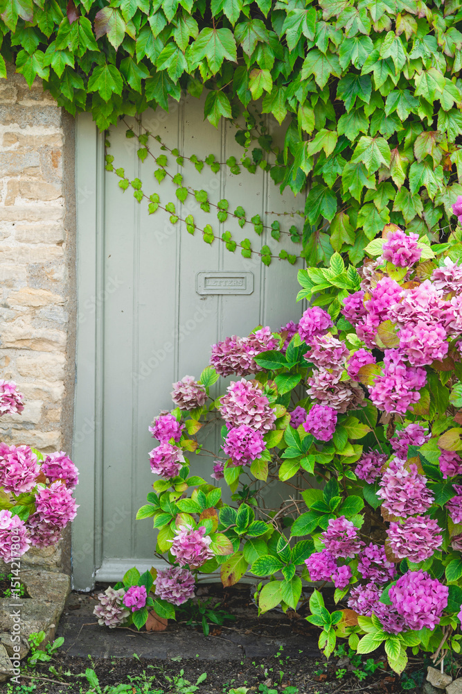 Fototapeta premium Cotswolds cottage door framed by ivy and vibrant pink hydrangeas.