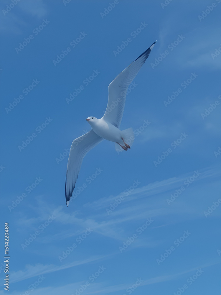 Obraz premium seagull flies against the blue sky
