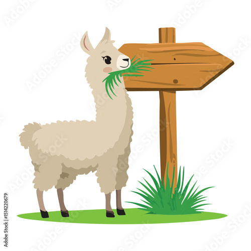 Llama Eating Grass by Wooden Signpost