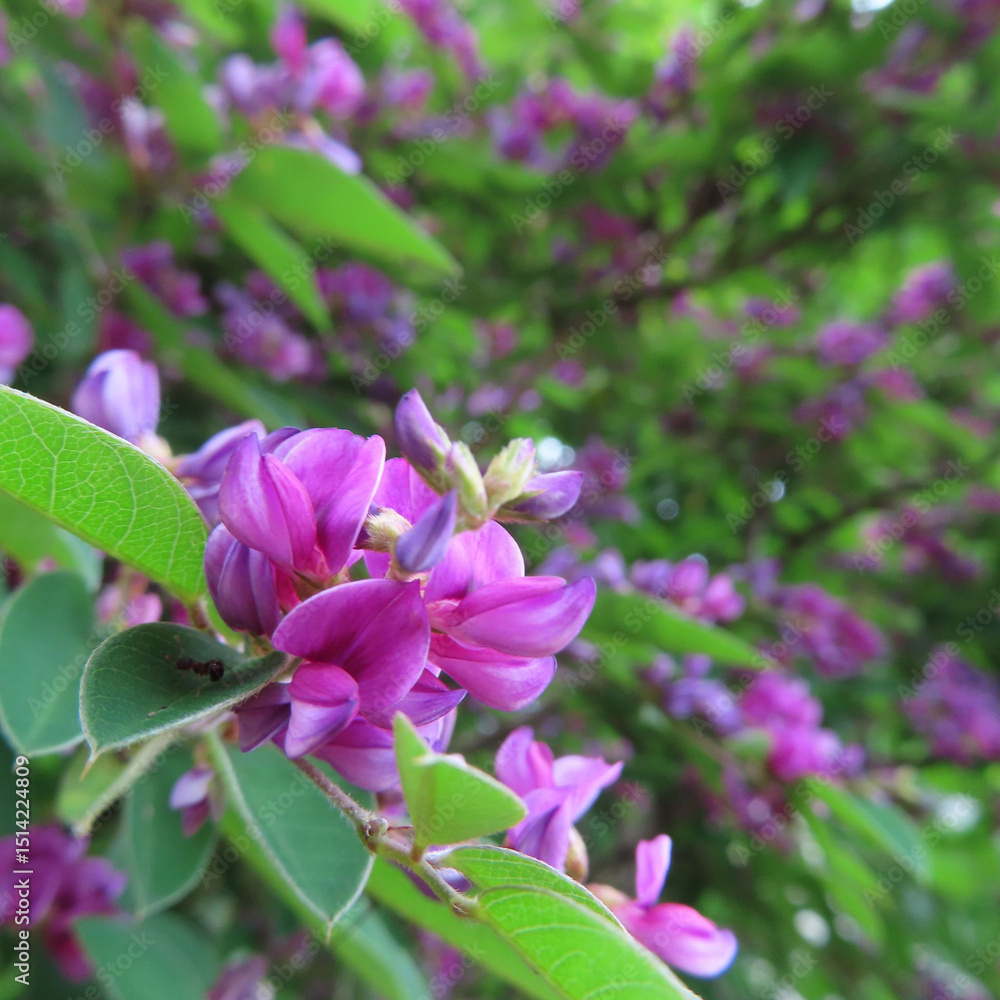 Obraz premium 日本でミヤギノハギが紫色の花を咲かせています