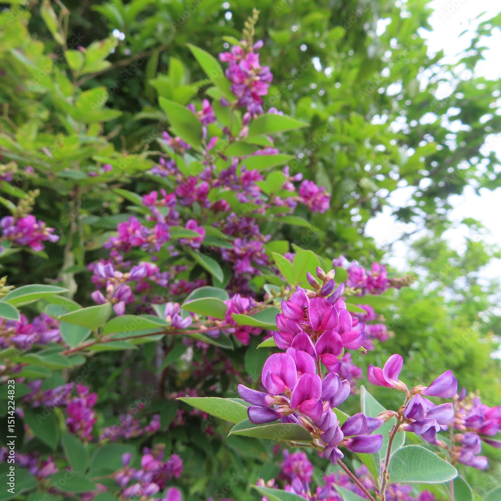 日本でミヤギノハギが紫色の花を咲かせています 日本でミヤギノハギが紫色の花を咲かせています