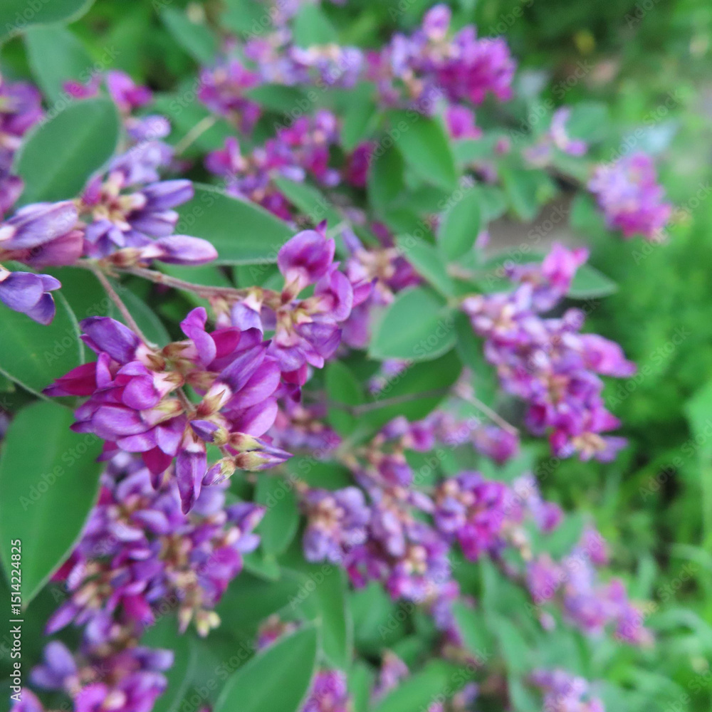 日本でミヤギノハギが紫色の花を咲かせています 日本でミヤギノハギが紫色の花を咲かせています